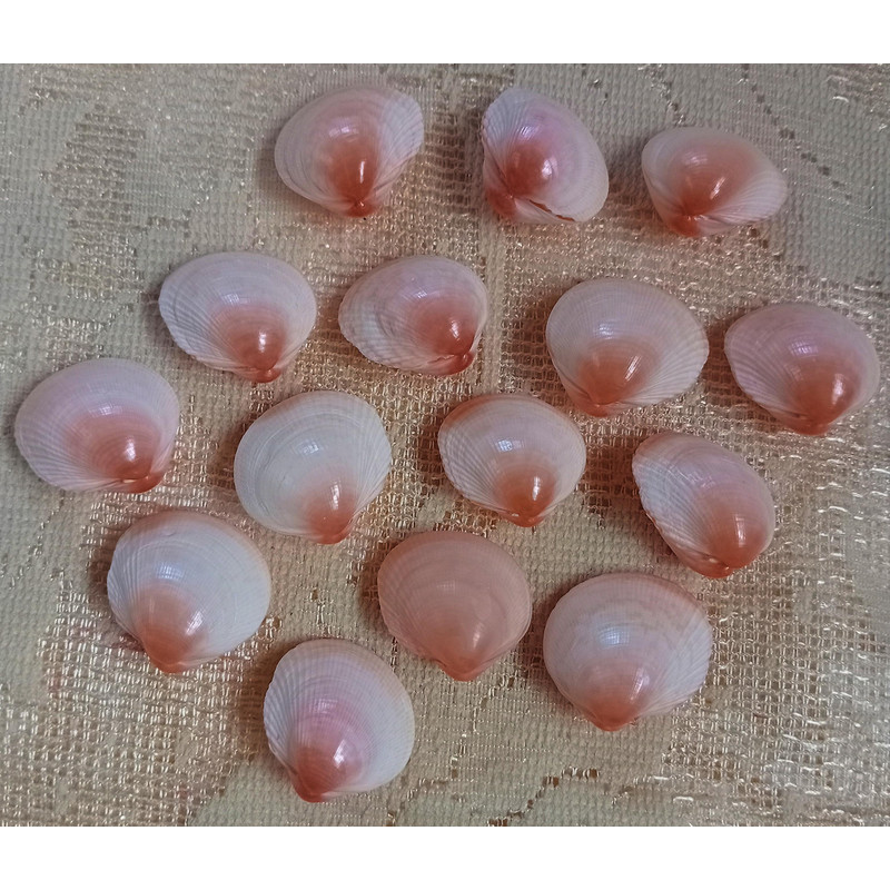 Craft Supplies15 PCs Pinkish Cockles Shellsgood For Crafting 3
