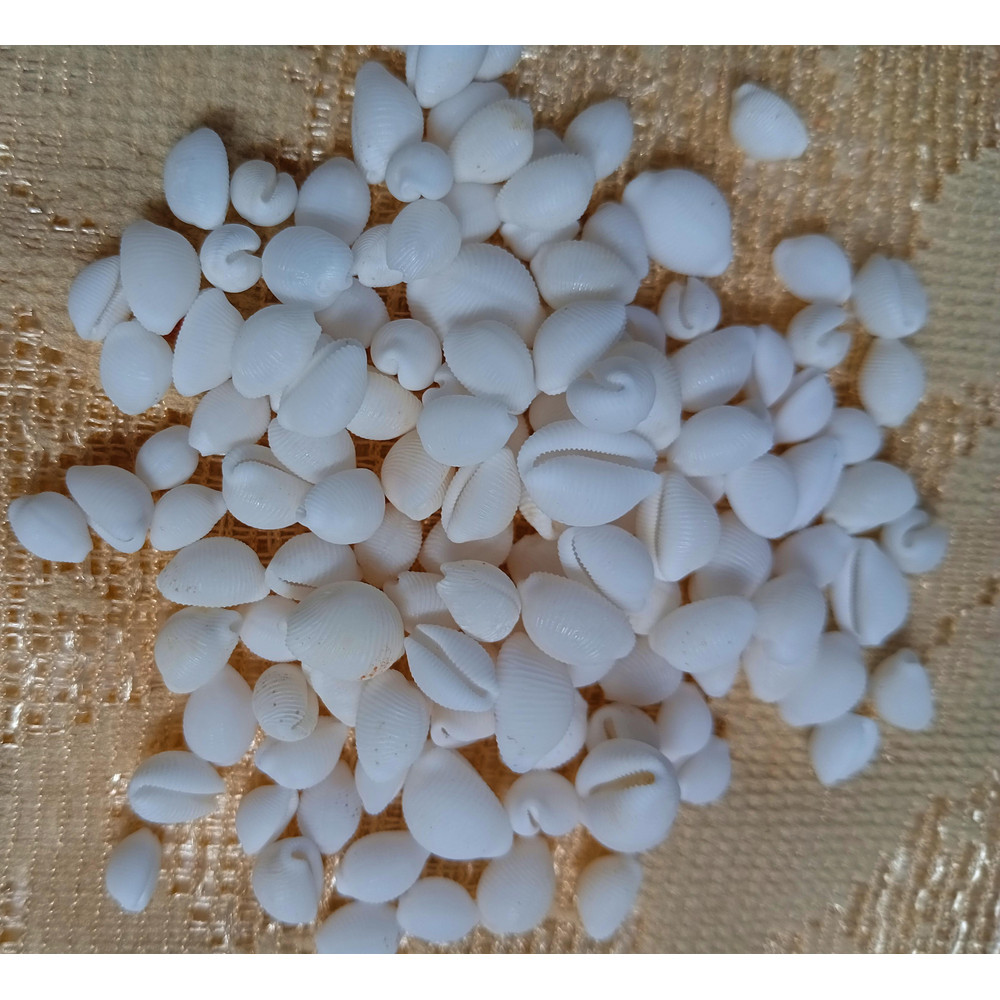 Craft Supplies100 PCs Smaller Size Of Shellsgood For Craftingnatural 0