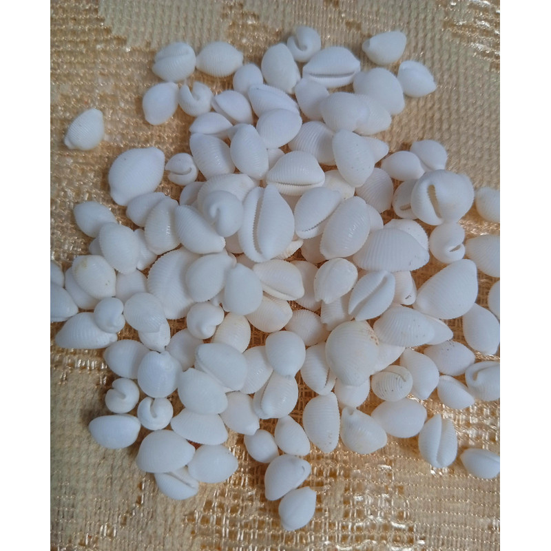 Craft Supplies100 PCs Smaller Size Of Shellsgood For Craftingnatural 1