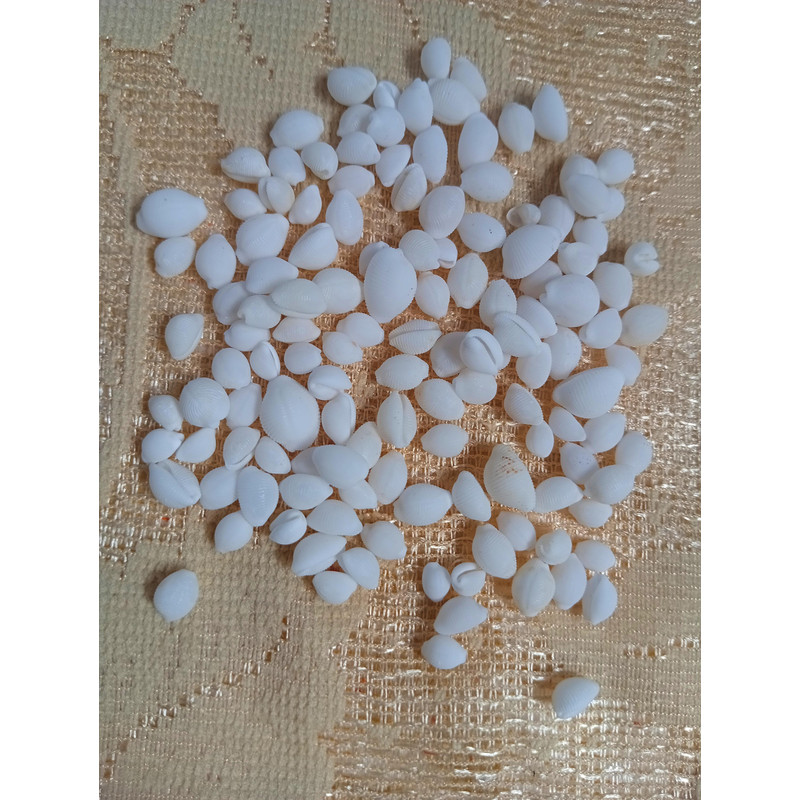Craft Supplies100 PCs Smaller Size Of Shellsgood For Craftingnatural 4