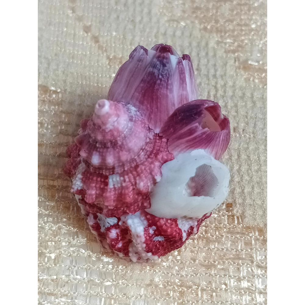 Craft Suppliestrochus With Attached Barnaclessize 27 Mmvery Good For Crafting 0