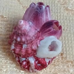 craft supplies..trochus with attached barnacles..size 27 mm..very good for crafting
