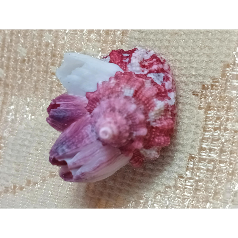 Craft Suppliestrochus With Attached Barnaclessize 27 Mmvery Good For Crafting 1