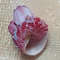 Craft Suppliestrochus With Attached Barnaclessize 27 Mmvery Good For Crafting 3