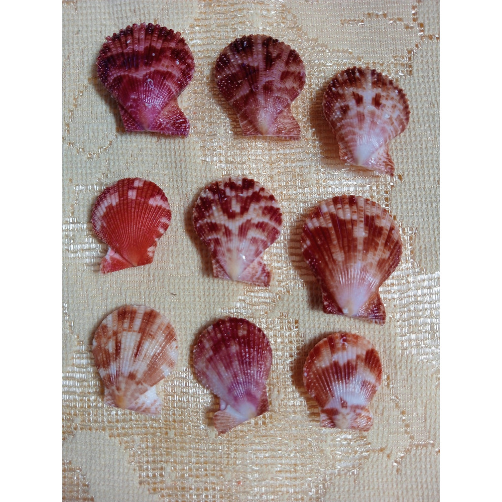 Craft Suppliespecten Senatorial Shellsize 2325 Mm9 PCs Shells 0