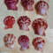 Craft Suppliespecten Senatorial Shellsize 2325 Mm9 PCs Shells 0