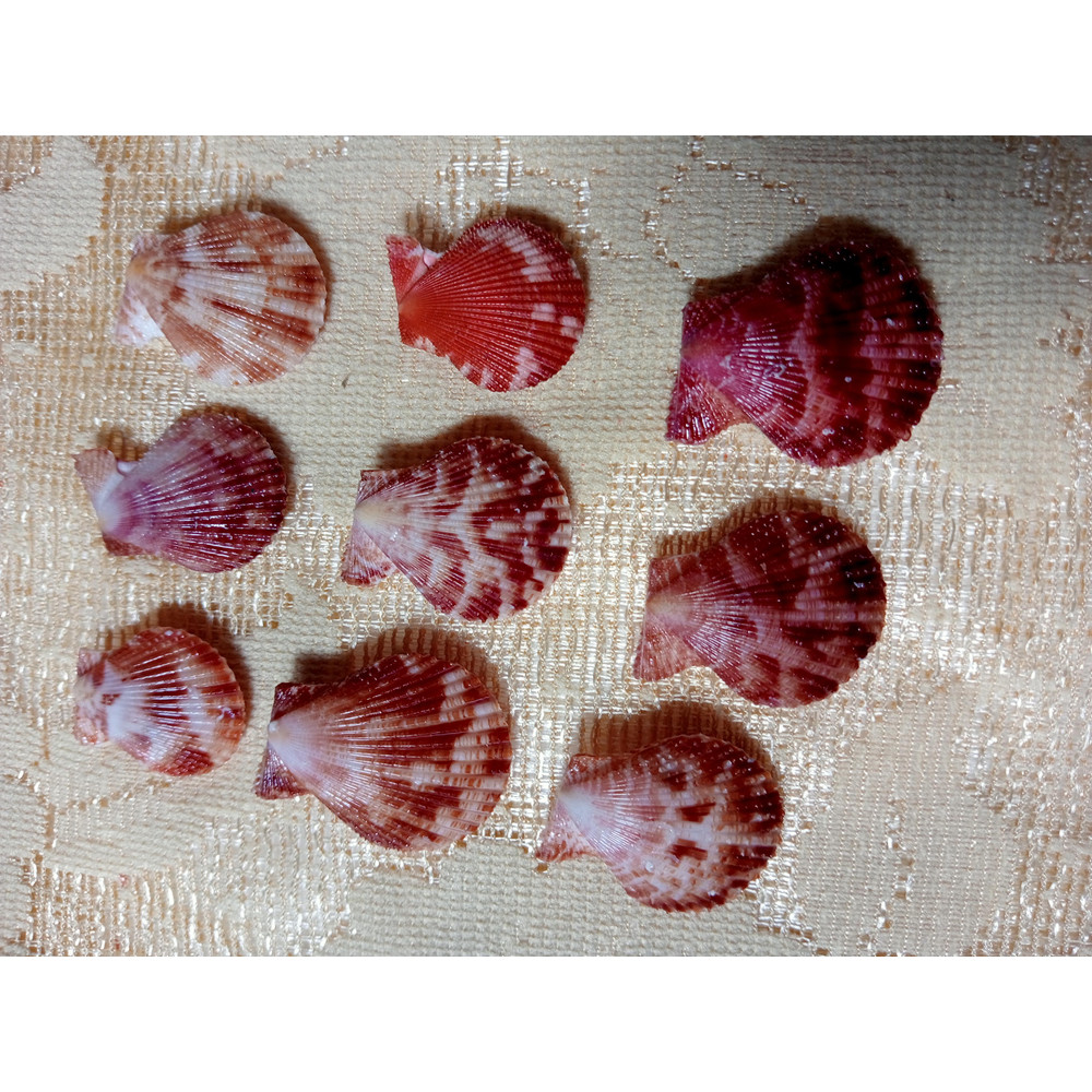 Craft Suppliespecten Senatorial Shellsize 2325 Mm9 PCs Shells 1
