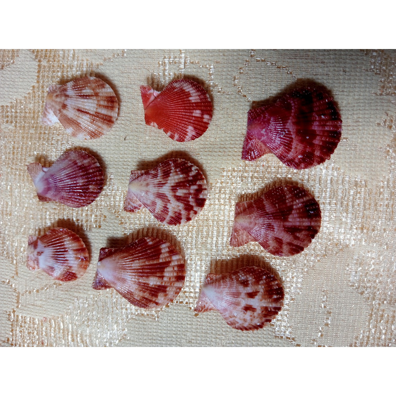Craft Suppliespecten Senatorial Shellsize 2325 Mm9 PCs Shells 1
