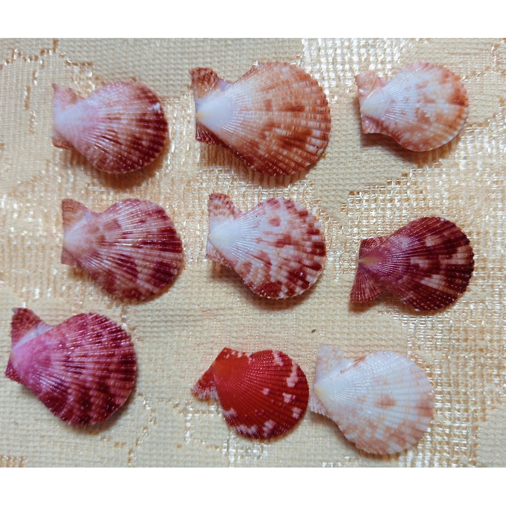 Craft Suppliespecten Senatorial Shellsize 2325 Mm9 PCs Shells 2