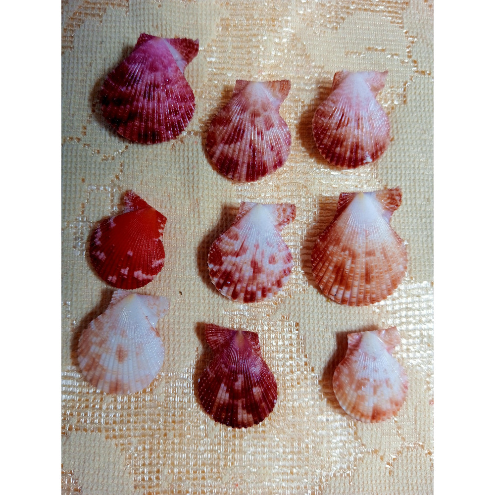 Craft Suppliespecten Senatorial Shellsize 2325 Mm9 PCs Shells 3