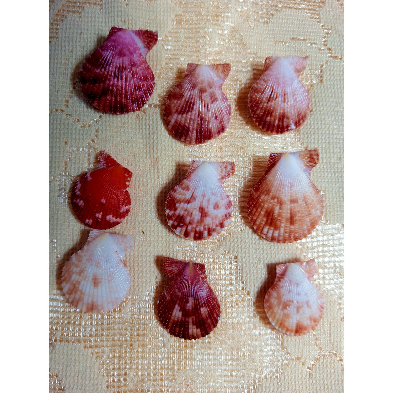 Craft Suppliespecten Senatorial Shellsize 2325 Mm9 PCs Shells 3
