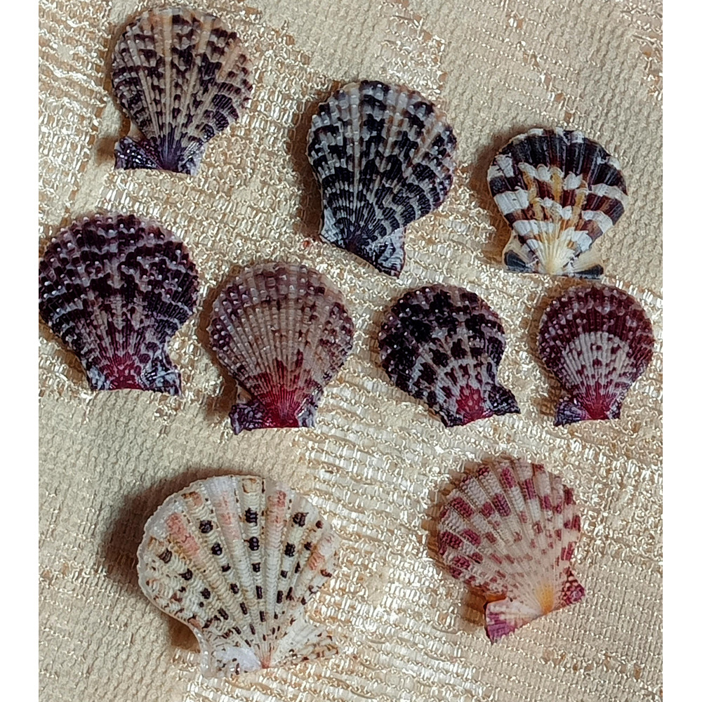 Craft Supplies9 PCs Smaller Size Pecten Shellgood For Collection 0