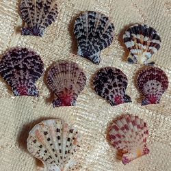 craft supplies..9 pcs smaller size pecten shell..good for collection