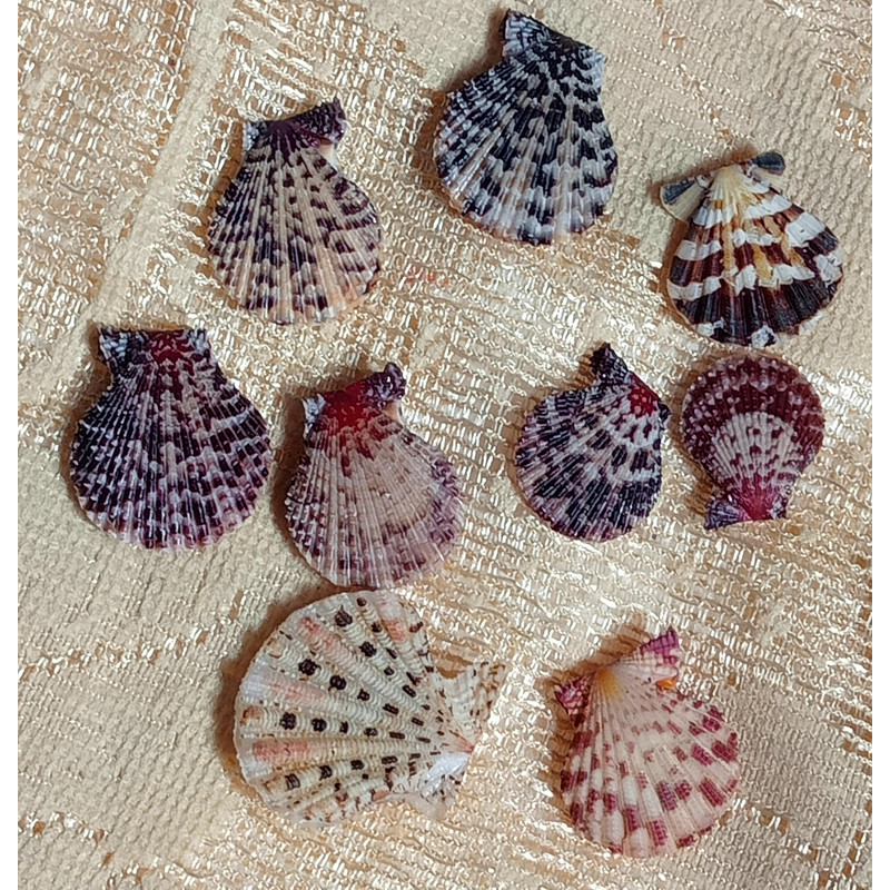 Craft Supplies9 PCs Smaller Size Pecten Shellgood For Collection 1