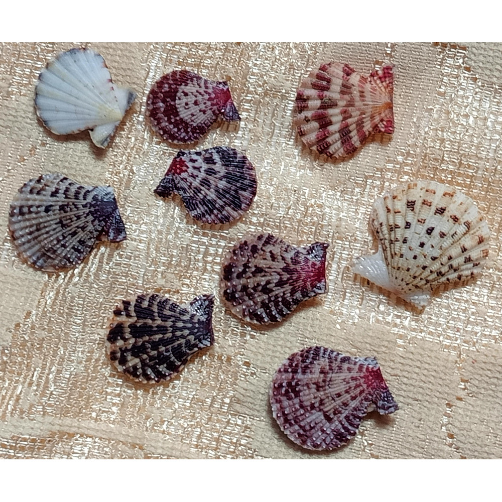Craft Supplies9 PCs Smaller Size Pecten Shellgood For Collection 2