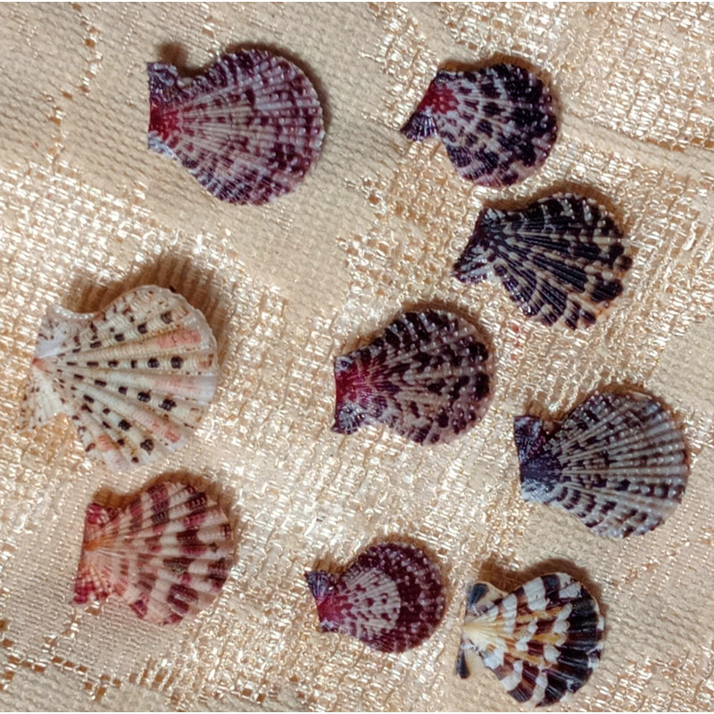 Craft Supplies9 PCs Smaller Size Pecten Shellgood For Collection 3