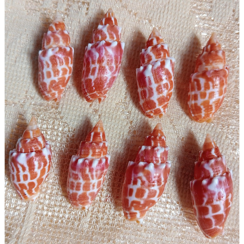 Craft SuppliesMitra Stictica8 PCs Shellsgood For Crafting 0