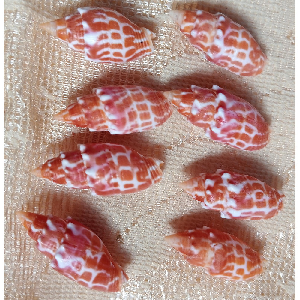 Craft SuppliesMitra Stictica8 PCs Shellsgood For Crafting 1