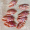 Craft SuppliesMitra Stictica8 PCs Shellsgood For Crafting 2