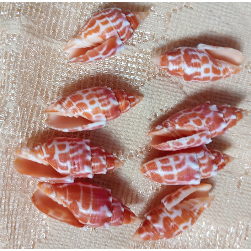 Craft SuppliesMitra Stictica8 PCs Shellsgood For Crafting 2