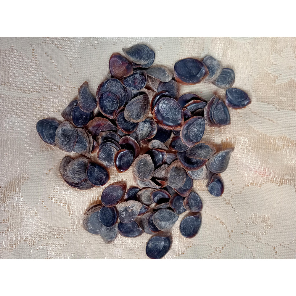 Craft Suppliesseashell Murex Opecolum100 PCs Opercolumvery Good For Craftingsize 2022 Mm 0