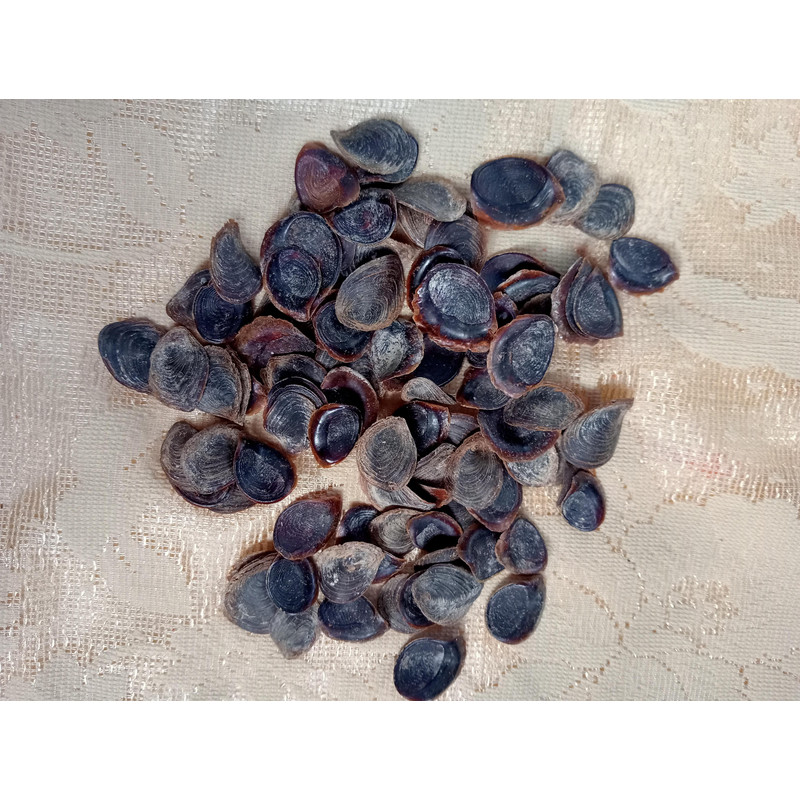 Craft Suppliesseashell Murex Opecolum100 PCs Opercolumvery Good For Craftingsize 2022 Mm 0