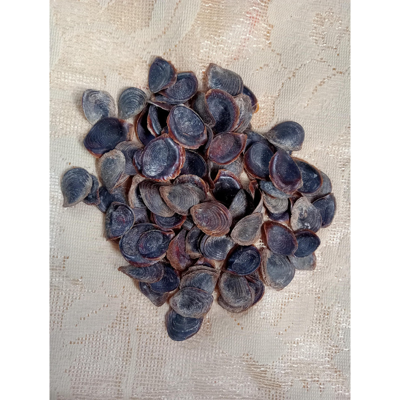 Craft Suppliesseashell Murex Opecolum100 PCs Opercolumvery Good For Craftingsize 2022 Mm 1