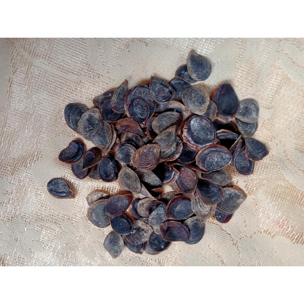 Craft Suppliesseashell Murex Opecolum100 PCs Opercolumvery Good For Craftingsize 2022 Mm 2
