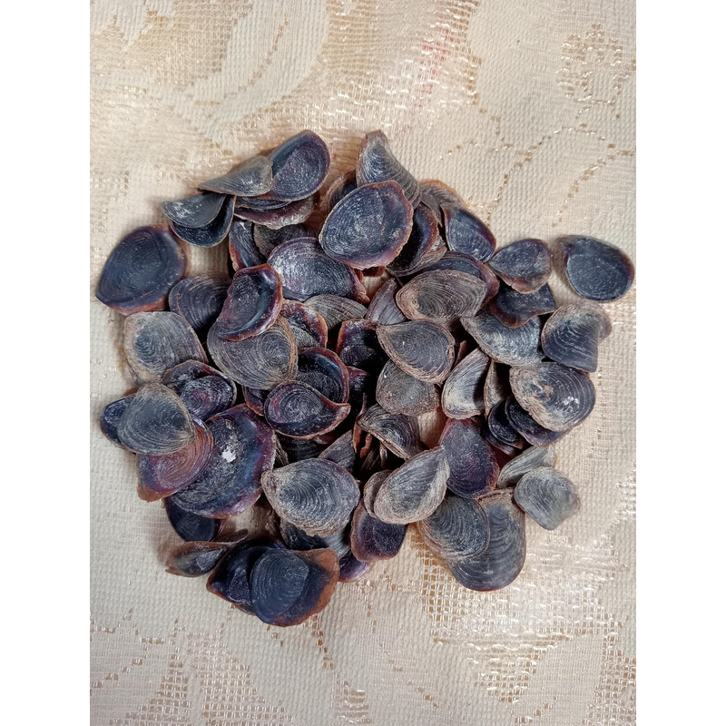 Craft Suppliesseashell Murex Opecolum100 PCs Opercolumvery Good For Craftingsize 2022 Mm 3