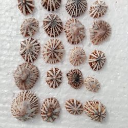 craft supplies..20 pcs star limpet..size 17-24 mm..good for crafting.. seashell