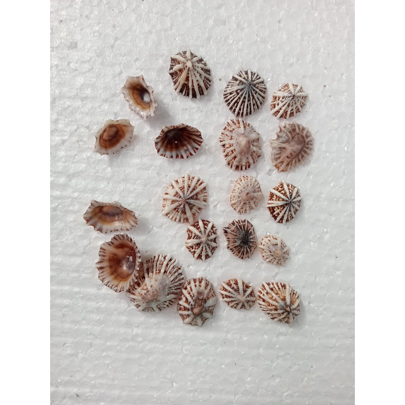 Craft Supplies20 PCs Star Limpetsize 1724 Mmgood For Crafting Seashell 4