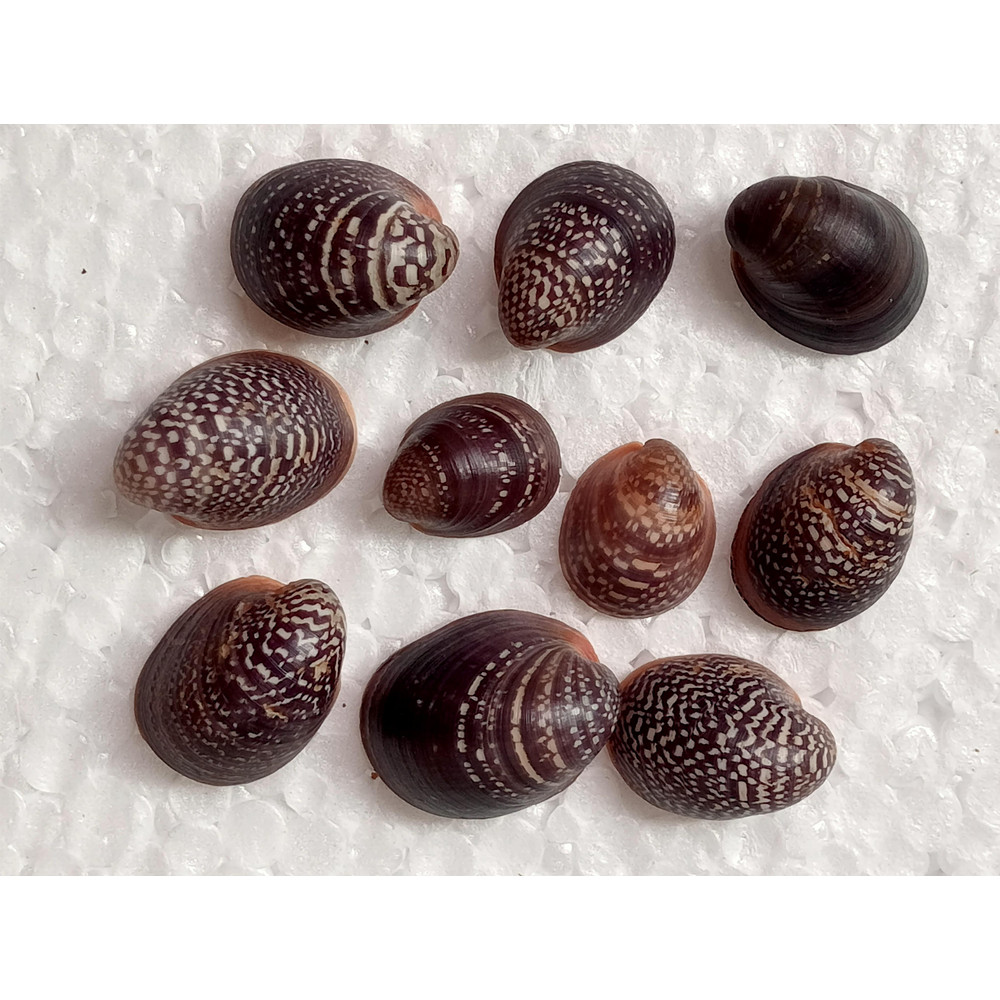 Craft Suppliesmangrove Shellssize 1521 Mm10 PCs Shells 0