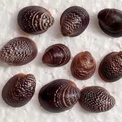 craft supplies..mangrove shells...size 15-21 mm..10 pcs shells