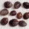 Craft Suppliesmangrove Shellssize 1521 Mm10 PCs Shells 0
