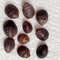 Craft Suppliesmangrove Shellssize 1521 Mm10 PCs Shells 1