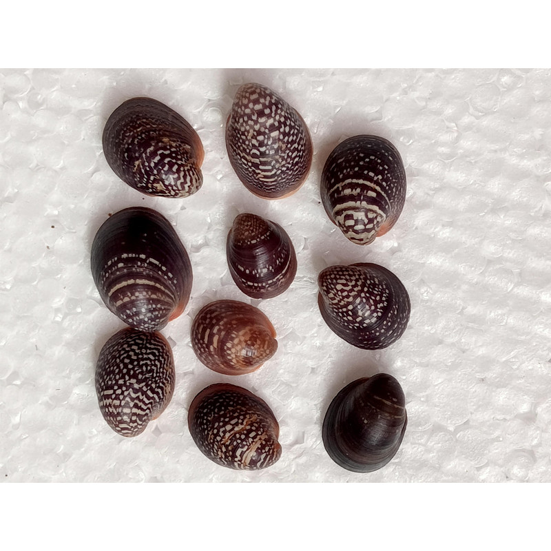 Craft Suppliesmangrove Shellssize 1521 Mm10 PCs Shells 1