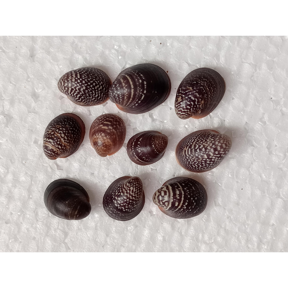 Craft Suppliesmangrove Shellssize 1521 Mm10 PCs Shells 2