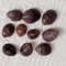 Craft Suppliesmangrove Shellssize 1521 Mm10 PCs Shells 2