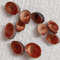 Craft Suppliesmangrove Shellssize 1521 Mm10 PCs Shells 3