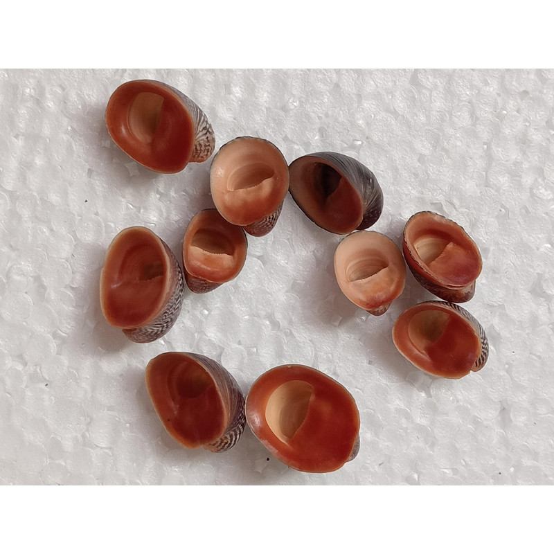 Craft Suppliesmangrove Shellssize 1521 Mm10 PCs Shells 3