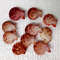 Crafts Supplies10 PCs Pecten Senatorialsize 2428 Mm10 PCs Shells 2