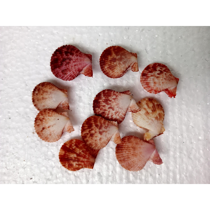 Crafts Supplies10 PCs Pecten Senatorialsize 2428 Mm10 PCs Shells 2