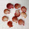 Crafts Supplies10 PCs Pecten Senatorialsize 2428 Mm10 PCs Shells 3