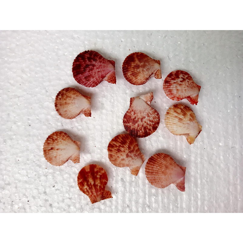 Crafts Supplies10 PCs Pecten Senatorialsize 2428 Mm10 PCs Shells 3