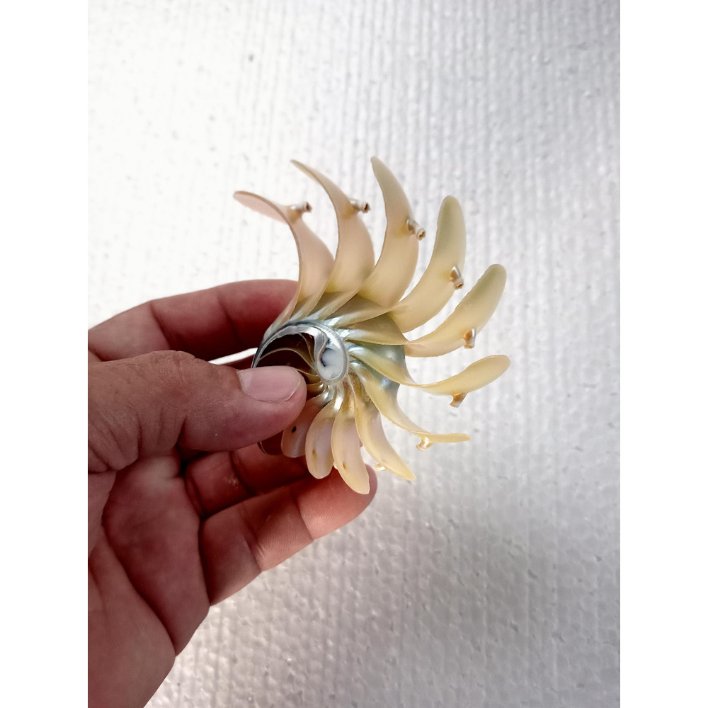 Crafts Suppliesslice Nautilus Shellsize 102 Mm 0