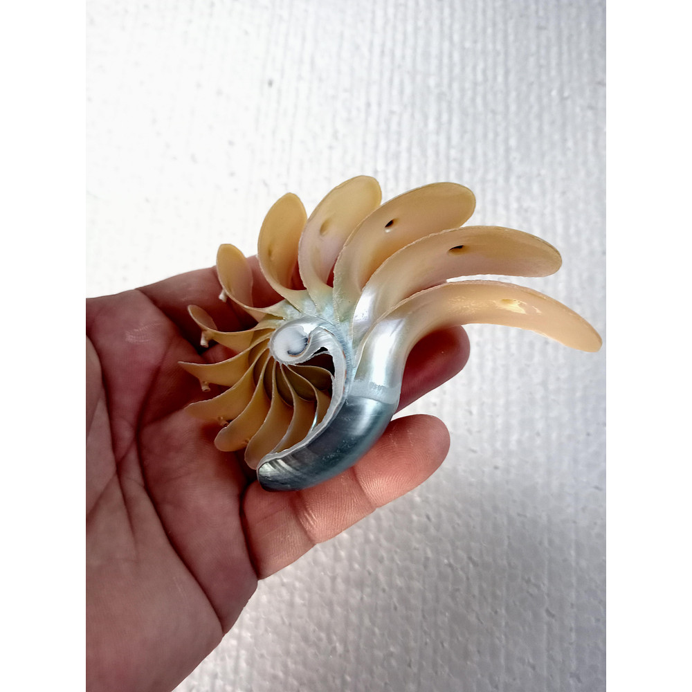 Crafts Suppliesslice Nautilus Shellsize 102 Mm 1