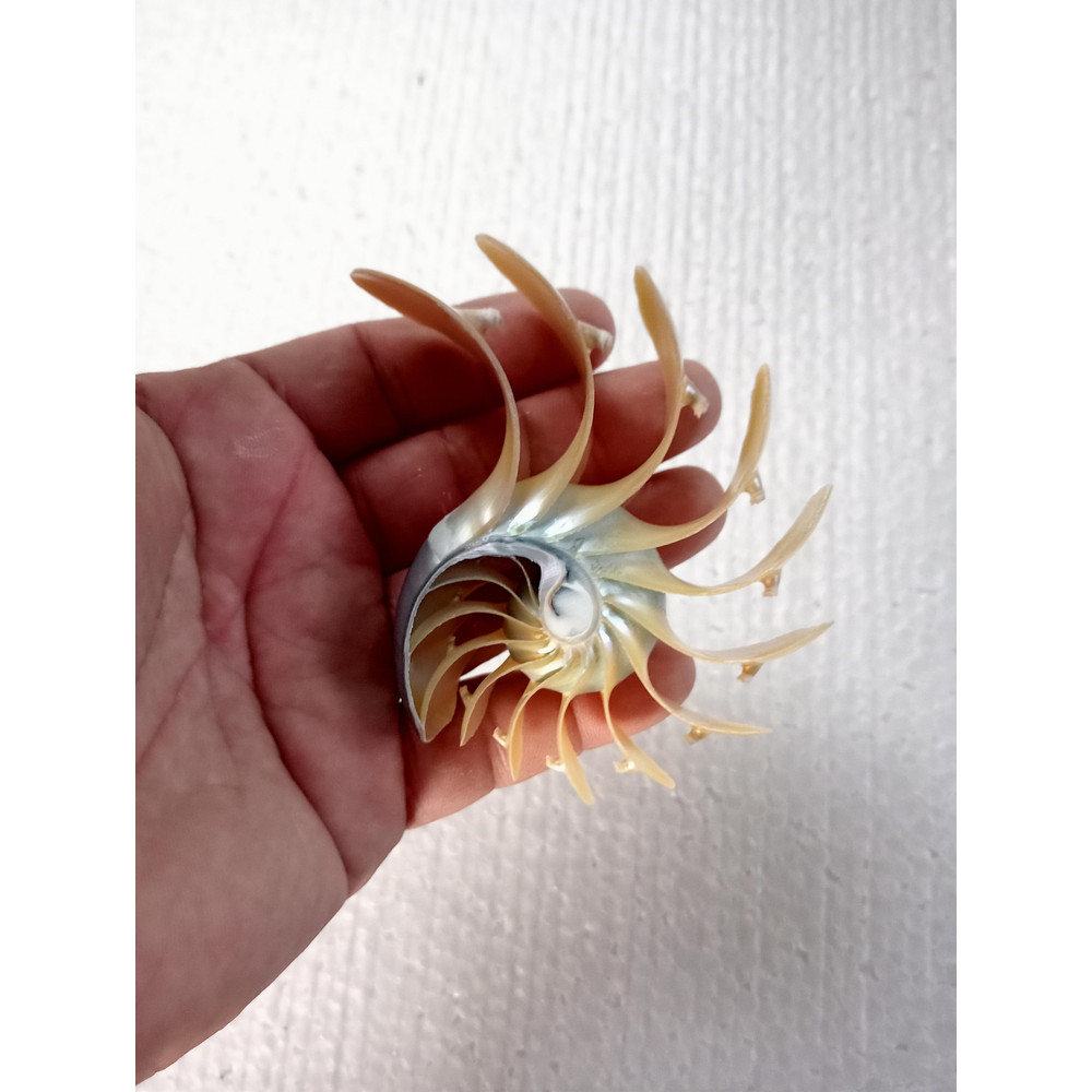 Crafts Suppliesslice Nautilus Shellsize 102 Mm 2