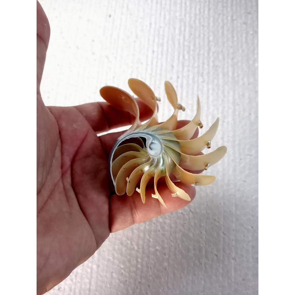 Crafts Suppliesslice Nautilus Shellsize 102 Mm 3