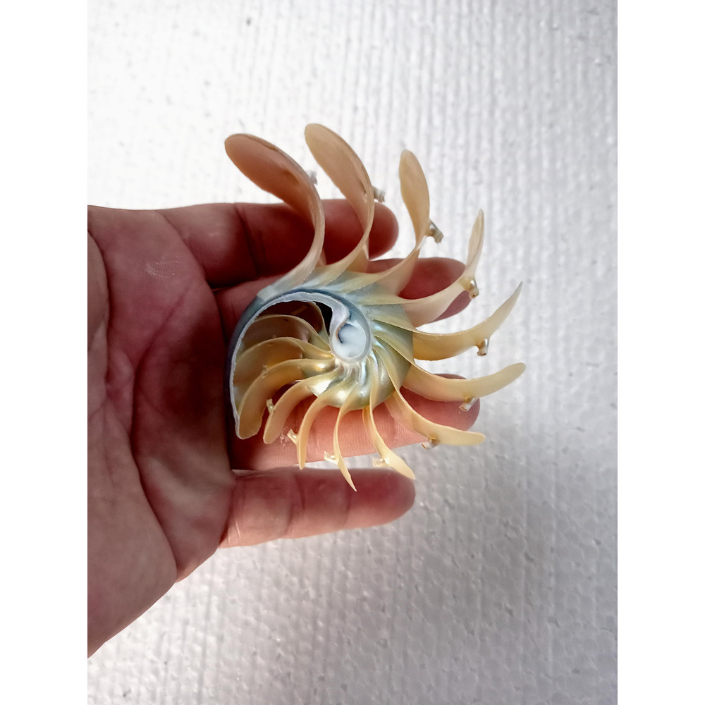 Crafts Suppliesslice Nautilus Shellsize 102 Mm 4