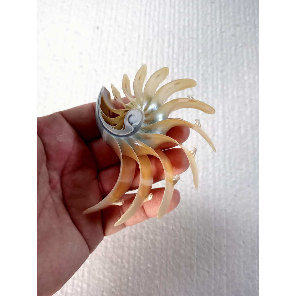 Crafts Suppliesslice Nautilus Shellsize 102 Mm 7